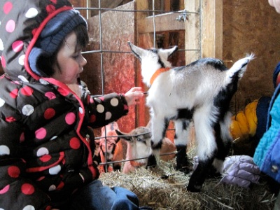 goat 1.jpg